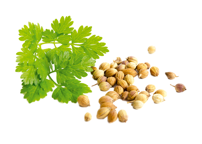 Petersilie und Samen